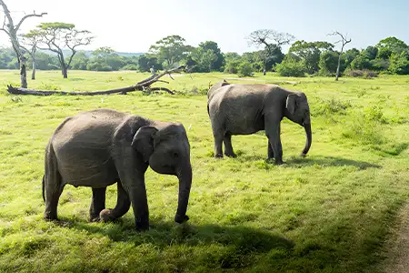 Tangalle to Udawalawe National Park Taxi Service