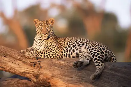 Tangalle to Yala National Park Safari Taxi